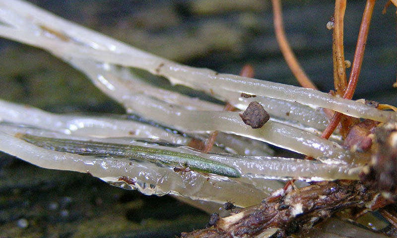 Confermate Mycena clavicularis?